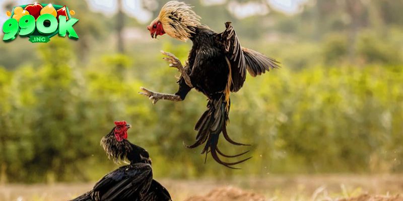 Đá Gà 99OK - Sân Chơi Đá Gà Đỉnh Cao Cho Mọi Người 3 Phải phân tích khả năng của chiến kê trước