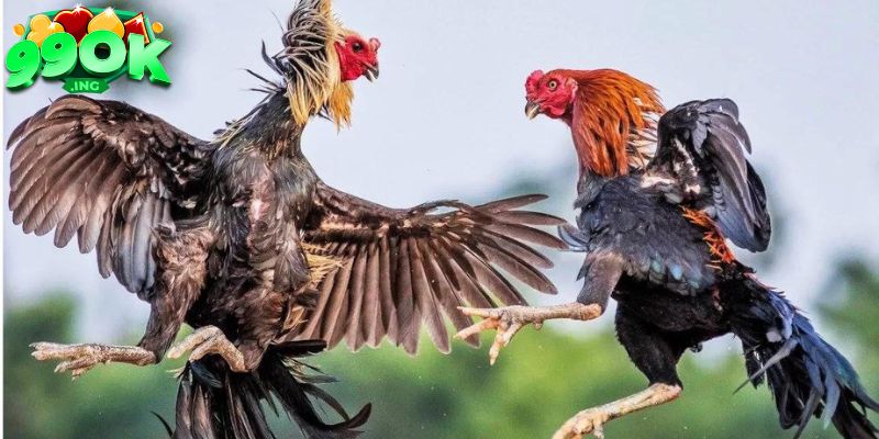 Đá Gà 99OK - Sân Chơi Đá Gà Đỉnh Cao Cho Mọi Người 2 Xem một cách nhanh chóng và dễ dàng