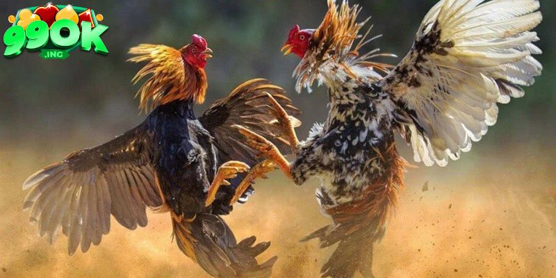 Đá Gà 99OK - Sân Chơi Đá Gà Đỉnh Cao Cho Mọi Người 1 Địa chỉ có lượng người truy cập cao hiện nay